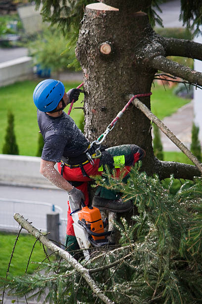 Tree and Shrub Care in Kings Beach, CA