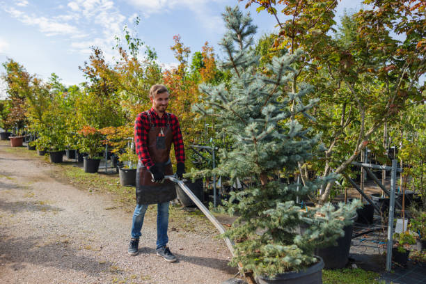 Best Tree Maintenance Programs  in Kings Beach, CA