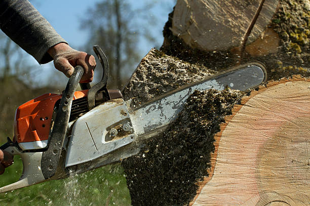 Reliable Kings Beach, CA Tree Services Solutions