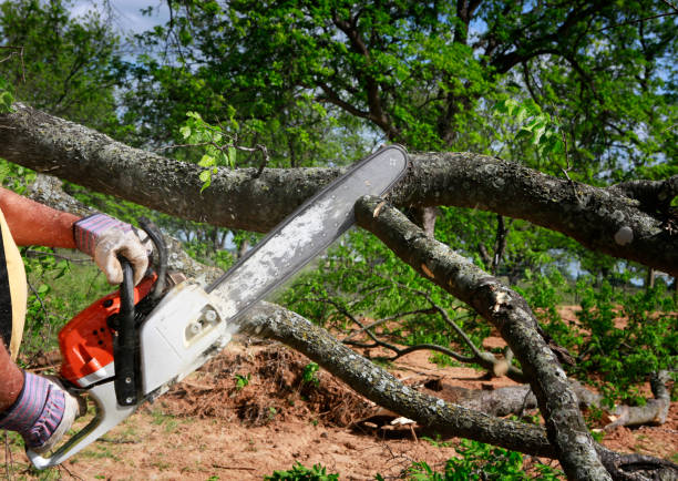 Best Tree Removal  in Kings Beach, CA